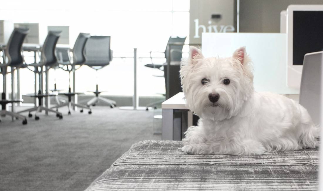 6 Reasons Why Dogs in the Office are Great for Business 