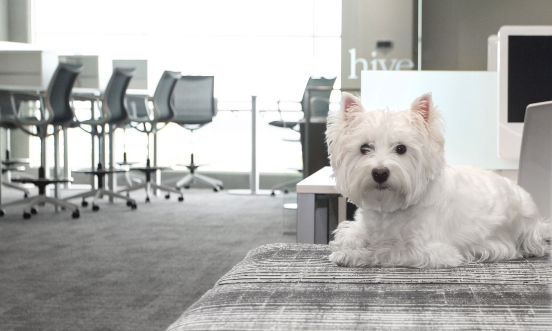 6 Reasons Why Dogs in the Office are Great for Business 